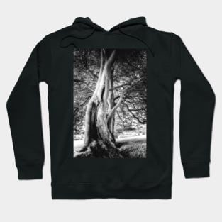 Gnarled Oak Hoodie